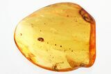 Fossil Marsh Beetle, Fly Larva, and Assassin Spider in Baltic Amber #328160-2